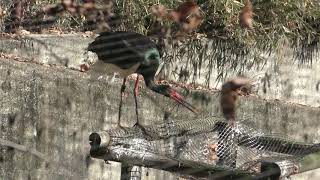 ツル・コウノトリ舎 (多摩動物公園) 2019年1月18日