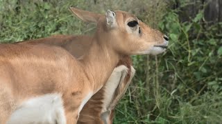 ブラックバック (東武動物公園) 2020年9月18日