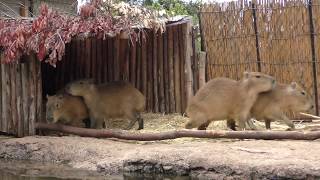 元気に遊ぶ カピバラ の子どもたち (ときわ動物園) 2018年5月19日
