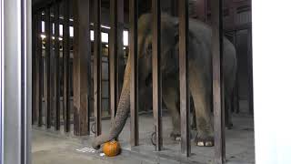 アジアゾウ にハロウィンかぼちゃのプレゼント (王子動物園) 2019年10月27日