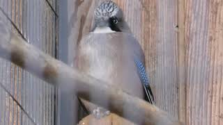 Eurasian jay (Ueno Zoological Gardens, Tokyo, Japan) December 17, 2017