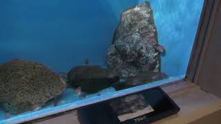 北の海の魚たち (のとじま水族館) 2019年8月17日