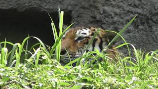 Siberian tiger (Hamamatsu Zoological Gardens, Shizuoka, Japan) July 1, 2018