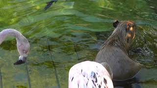 カピバラ『シメジ』初めての水遊び (八景島シーパラダイス) 2018年7月14日