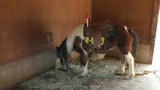 Horse (Kanzaki Farm Park Yodel Forest, Hyogo, Japan) March 29, 2019