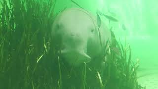 Dugong (TOBA AQUARIUM, Mie, Japan) July 17, 2022