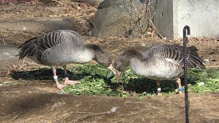 旧類人猿舎のガンたち (多摩動物公園) 2019年1月18日