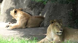 ライオン の『トム』と『サナ』 (浜松市動物園) 2021年7月25日