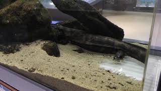 Giant salamander (Sagamigawafureai Science Museum Aquarium, Kanagawa, Japan) Nov. 30, 2018