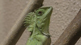 Cchameleon forest dragon (KAMINE ZOO, Ibaraki, Japan) December 4, 2018