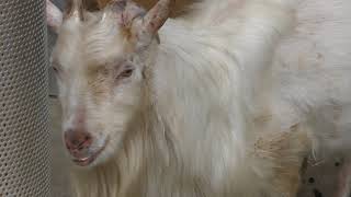 シバヤギ　Shiba goat