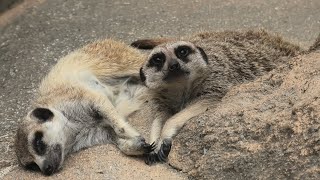 ミーアキャット (東武動物公園) 2020年9月18日