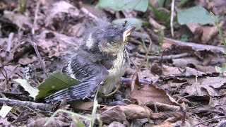 傷病鳥 (北海道 美瑛町) 2019年7月7日