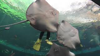 サンゴ礁魚類のフィーディングタイム (鴨川シーワールド) 2018年6月16日