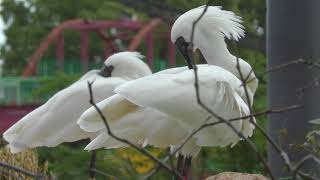 クロツラヘラサギ (周南市徳山動物園) 2018年5月19日