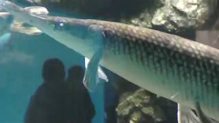 アリゲーターガーとスポッテッドガー (仙台うみの杜水族館) 2018年1月20日