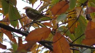 メジロ (東京港野鳥公園) 2018年12月2日