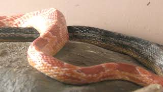 Corn snake (KAMINE ZOO, Ibaraki, Japan) December 4, 2018