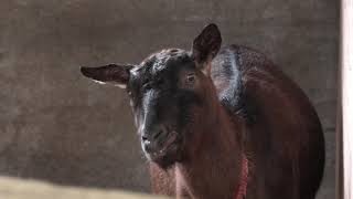小動物舎 (兵庫県立 但馬牧場公園) 2019年11月27日