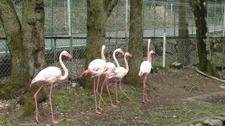 オオフラミンゴ と アヒル (樽ヶ橋遊園) 2019年4月9日