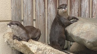 コツメカワウソ (周南市徳山動物園) 2018年5月19日