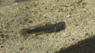 河口の生きもの (世界淡水魚園水族館 アクア・トト ぎふ) 2019年1月25日