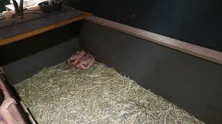 Six-banded Armadillo (DMM Kariyushi Aquarium, Okinawa, Japan) July 29, 2023