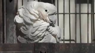Umbrella cockatoo (OMIYA PARK ZOO, Saitama, Japan) February 4, 2018