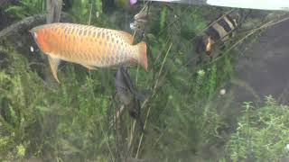 熱帯アジアの水辺 (アクアマリンふくしま) 2018年12月3日