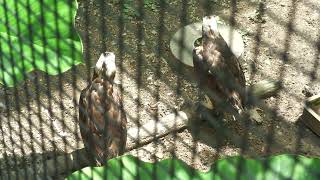 Osprey (Okinawa Zoo & Museum, Okinawa, Japan) July 29, 2023