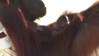 Bornean orangutan Parent and child (Tama Zoological Park, Tokyo, Japan) September 9, 2018