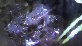 Japanese fire belly newt (Kitasato Aquarium labo, Kanagawa, Japan) November 30, 2018