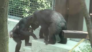 Chimpanzee guide (TOBE ZOOLOGICAL PARK OF EHIME PREF., Ehime, Japan) March 25, 2018