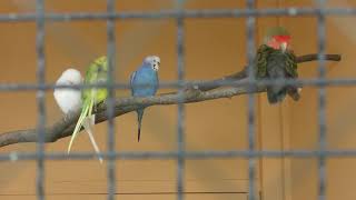 Budgerigar & Peach-faced Lovebird (Yukyuyama Small Zoo, Niigata, Japan) April 6, 2019
