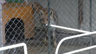 Japanese Red Fox (Komoro City Zoo, Nagano, Japan) April 15, 2018