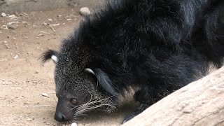 Binturong Geese (KOBE ANIMAL KINGDOM, Hyogo, Japan) June 18, 2021