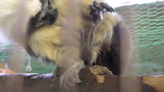 Cotton-head tamarin (Kusatsu Tropical Wonderland, Gunma, Japan) November 11, 2018