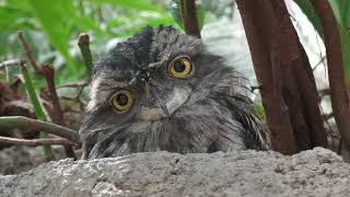 Tawny Frogmouth (KOBE ANIMAL KINGDOM, Hyogo, Japan) October 21, 2022