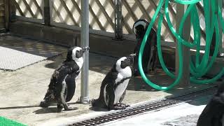 Penguin Pool (Kakegawa Kachouen, Shizuoka, Japan) July 30, 2022