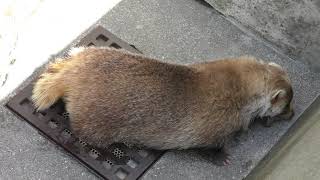 Japanese badger (Wanpark Kochi Animal Land, Kochi, Japan) March 24, 2018