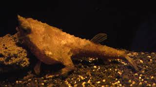 ワヌケフウリュウウオ (沼津港深海水族館) 2018年11月23日