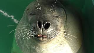 Spotted Seal (TERADOMARI AQUARIUM, Niigata, Japan) April 6, 2019