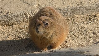 Black-tailed prairie dog (Okazaki City Higashi Park and Zoo, Aichi, Japan) January 23, 2019