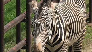 グレビーシマウマ (千葉市動物公園) 2020年9月17日