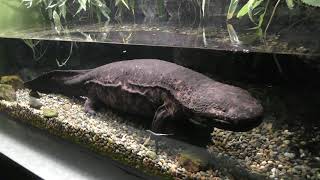 オオサンショウウオ