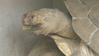 ケヅメリクガメ (到津の森公園) 2019年4月25日