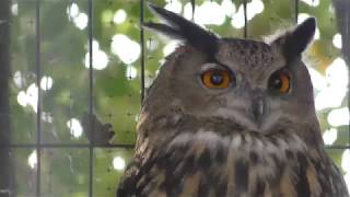 Horned owl (Kyoto City Zoo, Kyoto, Japan) November 5, 2017
