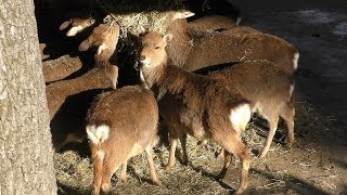 ニホンジカ (多摩動物公園) 2019年1月18日