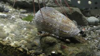 タガヤサンミナシ (京都大学 白浜水族館) 2018年12月24日