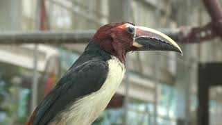 Green aracari (Kakegawa Kachouen, Shizuoka, Japan) July 30, 2022